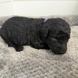 Poppy - Black female Labradoodle puppy in Georgetown, South Carolina from Muddy Bay Kennels
