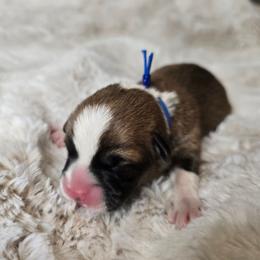 Charlie - Red male Pembroke Welsh Corgi puppy in Lake Elsinore, California from Rose Petal Corgis
