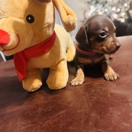 Cookie - Chocolate female Dachshund puppy in Aragon, Georgia from Daschunds Unlimited