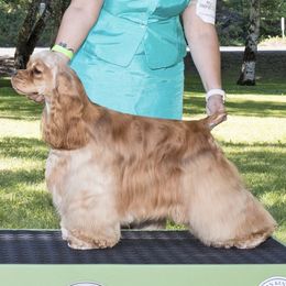 JEWLZ - Cocker Spaniel