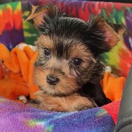 Dolly - Black and tan female Yorkshire Terrier puppy in London, Kentucky from Soto Yorkies