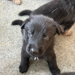 Runty mcRuntington - Black male German Shepherd puppy in Purcellville, Virginia from Firelight Farm