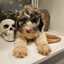 Purple - Merle female Bernedoodle puppy in Shelby, North Carolina from Forever Grateful Doodles