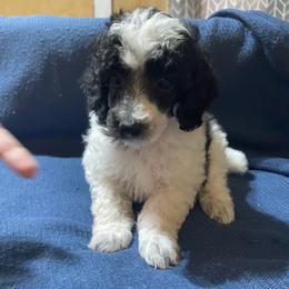 Messi - Parti male Poodle puppy in Florence County, South Carolina from Modern Family Standards