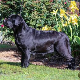 Labrador Retrievers from Barton Creek Labradors