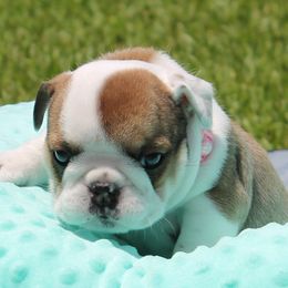 Snooki - Bulldog puppy from MS Magnolia Bulldogs