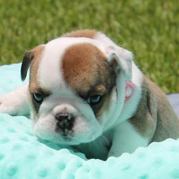 Snooki - Bulldog puppy from MS Magnolia Bulldogs