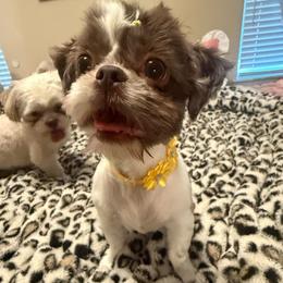 Daisy - Shih Tzu