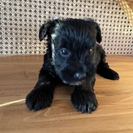 Miniature Schnauzer Puppies from Miniature Schnauzer Paradise llc