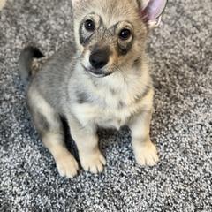 Ned - Gray male Swedish Vallhund puppy in Phelps, New York from Solgladje’s Swedish Vallhunds