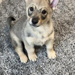 Ned - Gray male Swedish Vallhund puppy in Phelps, New York from Solgladje’s Swedish Vallhunds