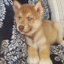 Siberian Husky Puppies from Crazy Cookies Huskies
