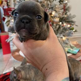 Girl 1 - Blue French Bulldog puppy in Jacksonville, Florida from Home Grown Frenchies