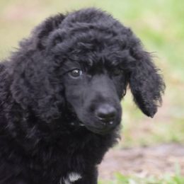 Poodle Puppies from Arindayle Standard Poodles