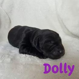 Dolly - Black female Labrador Retriever puppy in Lucasville, Ohio from Backwoods Labradors