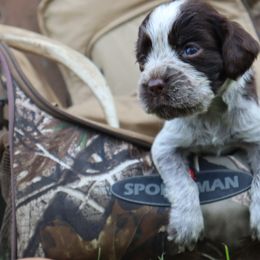 English Springer Spaniel Puppies from White Pine Springer Spaniels