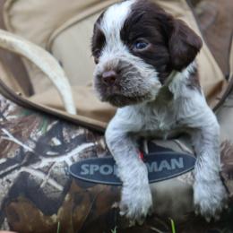 English Springer Spaniel Puppies from White Pine Springer Spaniels