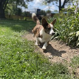 Lucy - Cardigan Welsh Corgi