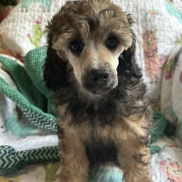 Blue collar - Sable male Poodle puppy in Huntsville, Alabama from Heart Song Standard Poodles