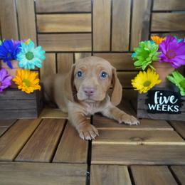 Bud - AKC - Red male Dachshund puppy in Miami, Florida from Oscar's Dachshunds