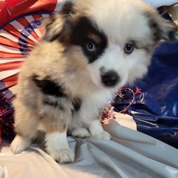 Miniature Australian Shepherd and Toy Australian Shepherd Puppies from Stoney Brook Aussies