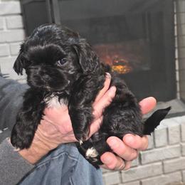 Puppy 3 - Black and white female Shihpoo puppy in Eldon, Missouri from B&B Designer Shihpoo’s