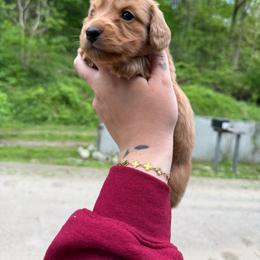 Summet - Cream male Dachshund puppy in Maidsville, West Virginia from L&B Lowriders