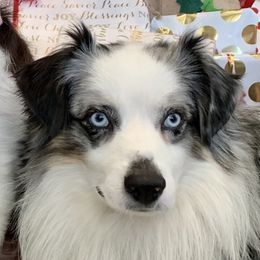 Kai - Miniature Australian Shepherd