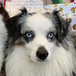 Kai - Miniature Australian Shepherd