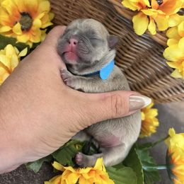 Teal collar - Blue fawn female French Bulldog puppy in Tucson, Arizona from Furever Friends