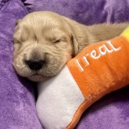 Saint Nick - Golden male Golden Retriever puppy in Saint Pauls, North Carolina from Copperfield’s Goldens