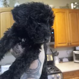 Goldendoodle and Shih Tzu Puppies from Godleys finest