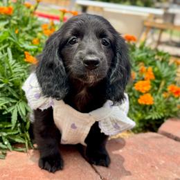 Queen (AKC solid black) - Black female Dachshund puppy in Waddell, Arizona from Neu Doxies