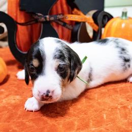 Green Collar - Black and tan female Dachshund puppy in Washington from Devoted Doxies, Lorraine’s Yorkies