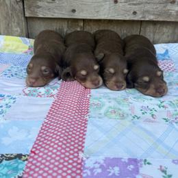Wren - Chocolate and cream female Dachshund puppy in Squires, Missouri from Hudson’s Hounds