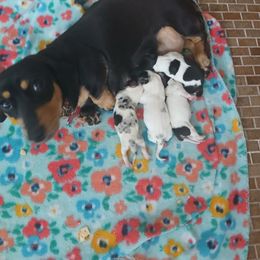 Dachshund puppies from Dachshund Darlins