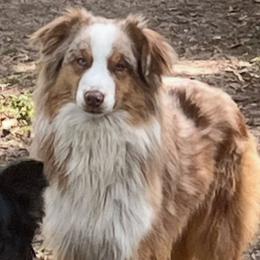 Odin - Australian Shepherd