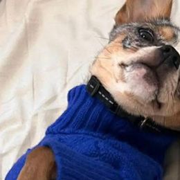 Nyx - Chihuahua