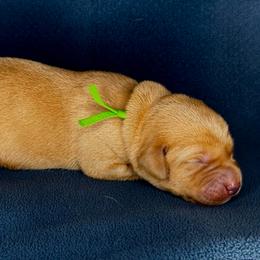 Green boy - Yellow male Labrador Retriever puppy in Plymouth, North Carolina from Duck Creek Kennels