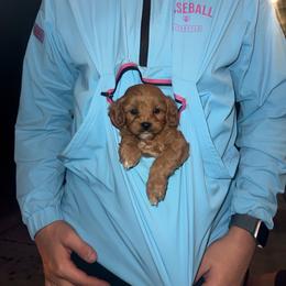 Espresso - Red male Cavapoo puppy in River Falls, Wisconsin from Dottie's Doodles