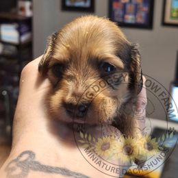 Boy 2 - Cream male Dachshund puppy in Gordon, Georgia from Long Dogs Yellow Farm