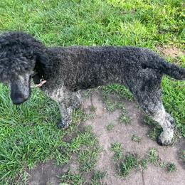 Anya - Brindle female Poodle puppy in Overbrook, Kansas from Hidden Springs Poodles LLC