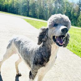 Thor - Poodle