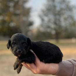 Green collar - Black tri-color male Aussiedoodle puppy in Fairmount, Georgia from Muscadine Meadows Farm