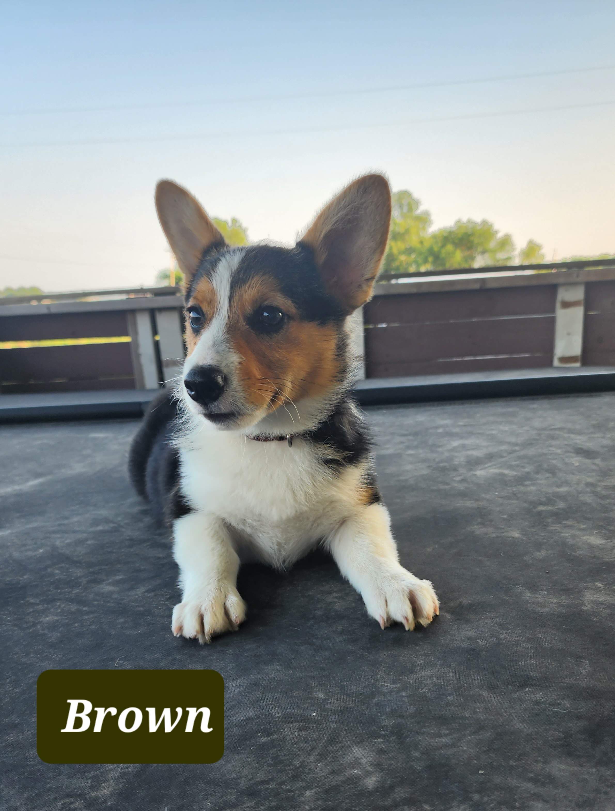 Pembroke Welsh Corgi Puppies from Pinkyella Corgis
