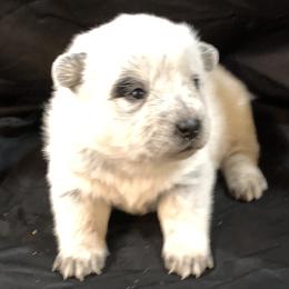 L63-03 - Blue female Australian Cattle Dog puppy in Sheridan, Oregon from 6pk Cattledogs