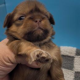 Amber- orange collar - Chocolate and tan female Shih Tzu puppy in Clarksburg, West Virginia from Pilgrim Shih tzu