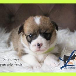Green Female - Sable female Pembroke Welsh Corgi puppy in Wayne City, Illinois from Lash Livestock & Corgis