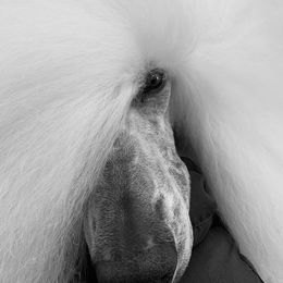 Poodle Puppies from Gwynt Standard Poodles