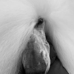 Poodle Puppies from Gwynt Standard Poodles